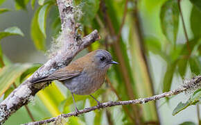 Black-billed Nightingale-Thrush