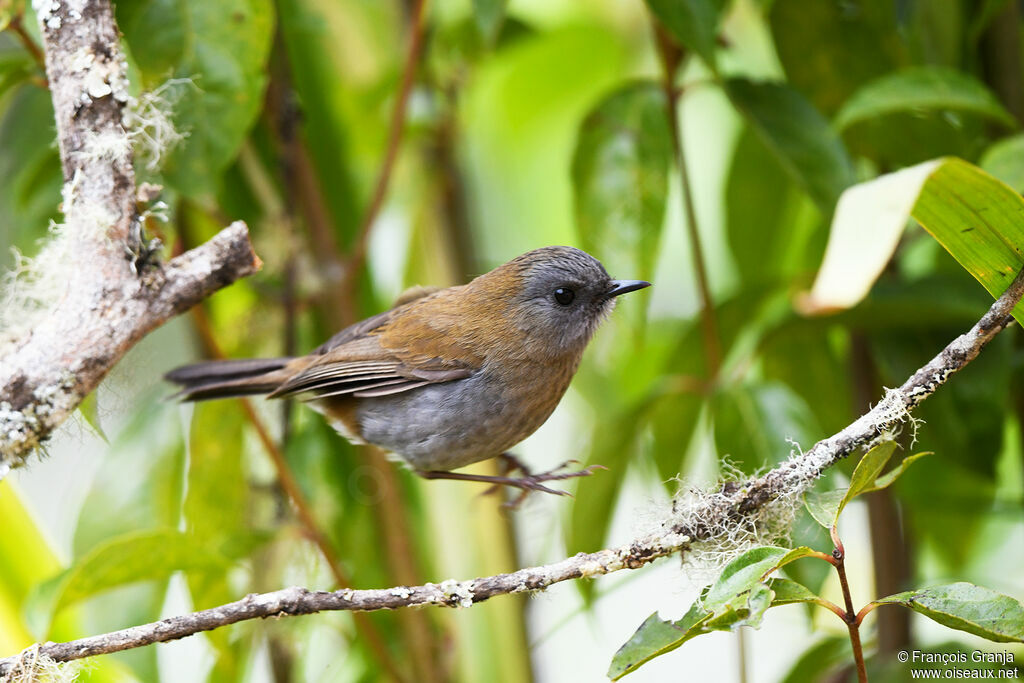 Black-billed Nightingale-Thrush