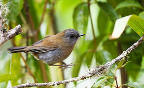 Black-billed Nightingale-Thrush