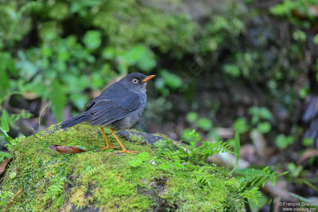 Slaty-backed Nightingale-Thrush