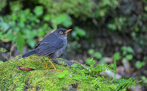 Slaty-backed Nightingale-Thrush