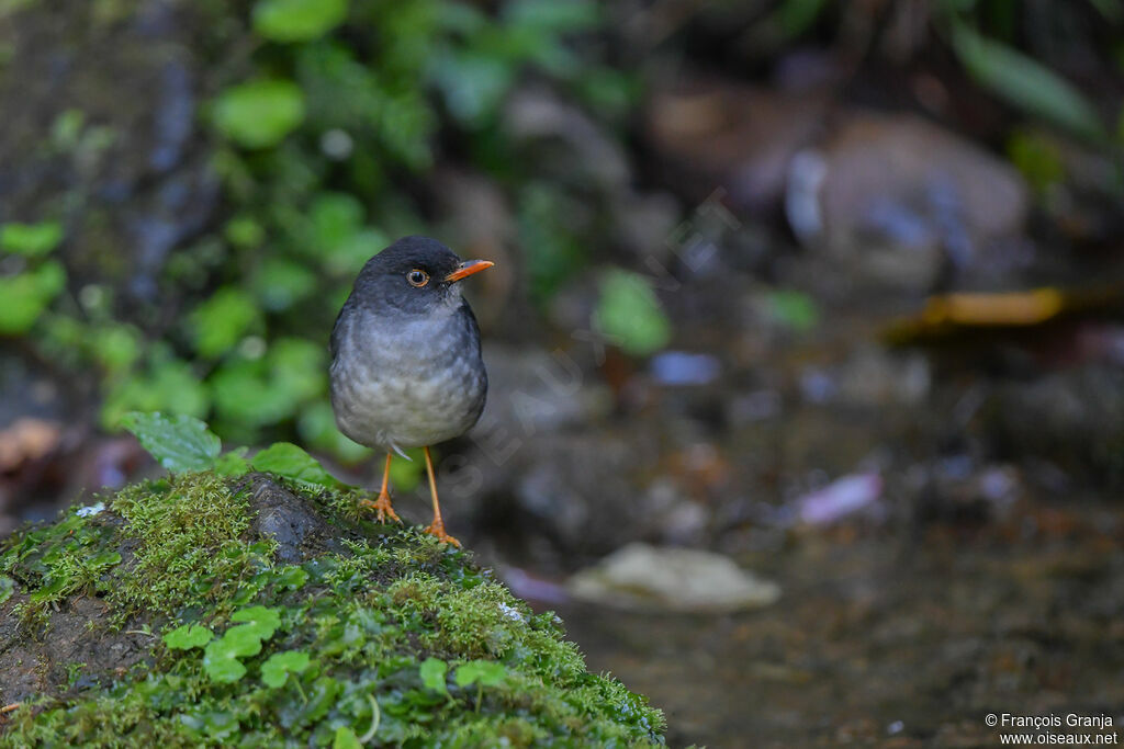 Slaty-backed Nightingale-Thrush