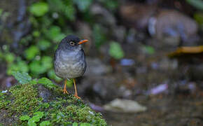 Slaty-backed Nightingale-Thrush