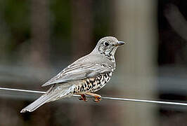 Mistle Thrush