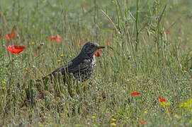 Mistle Thrush