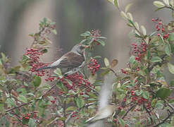 Fieldfare