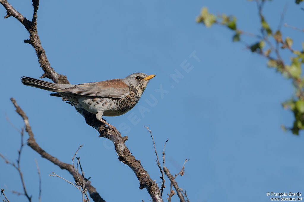 Fieldfare