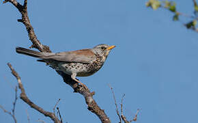 Fieldfare