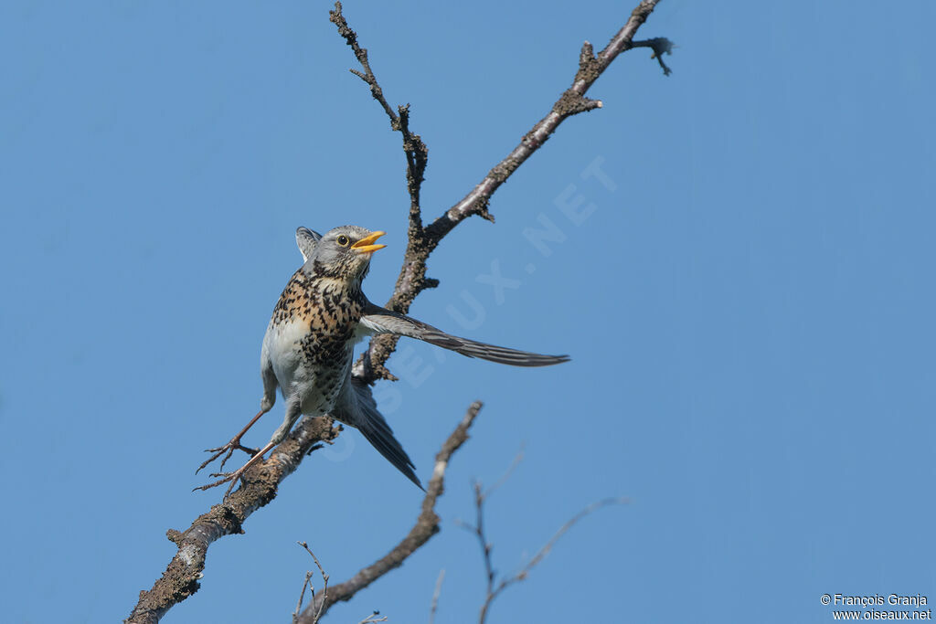 Fieldfare