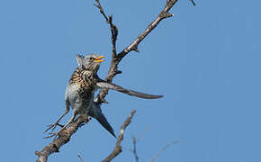 Fieldfare