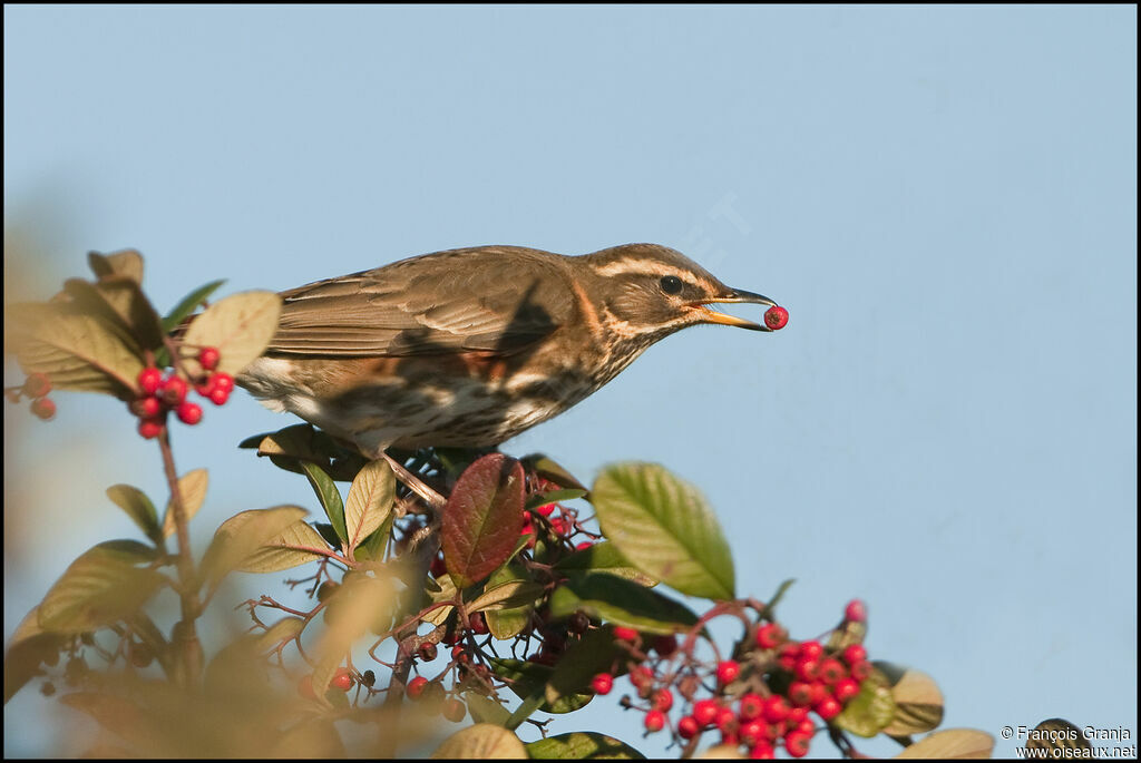 Redwingadult