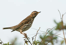 Redwing