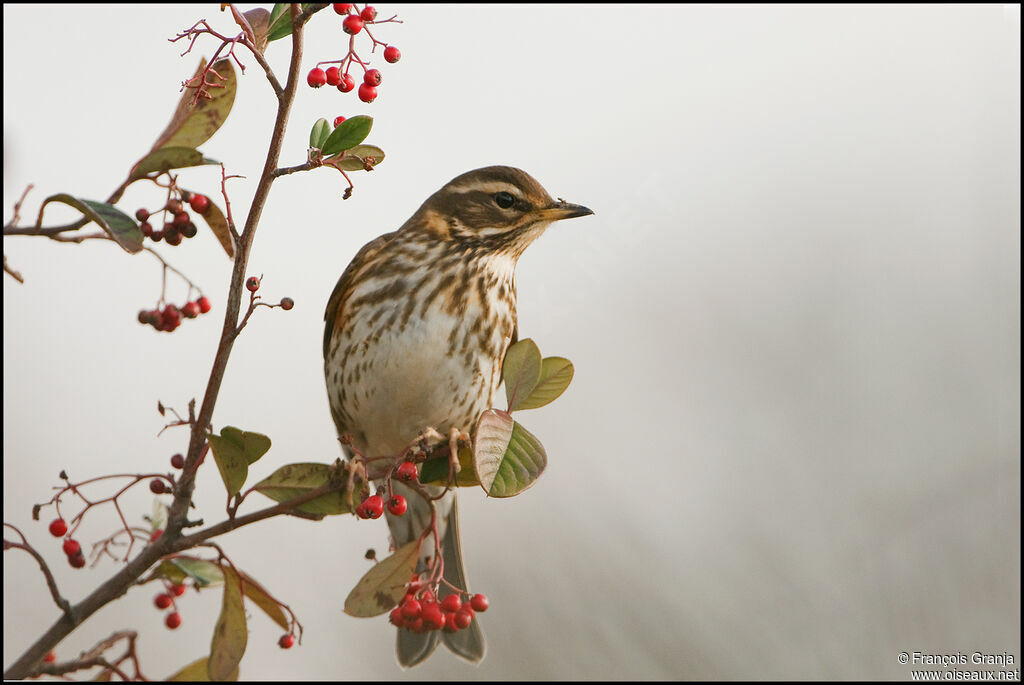 Redwingadult