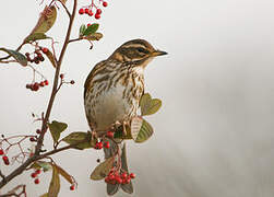 Redwing