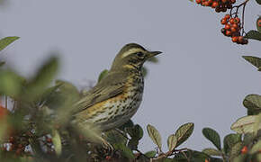 Redwing