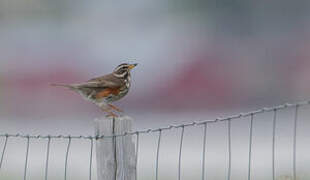 Redwing