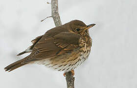 Song Thrush