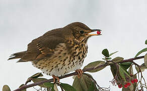 Song Thrush