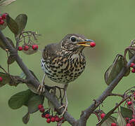 Song Thrush