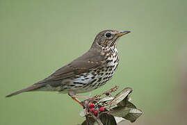 Song Thrush