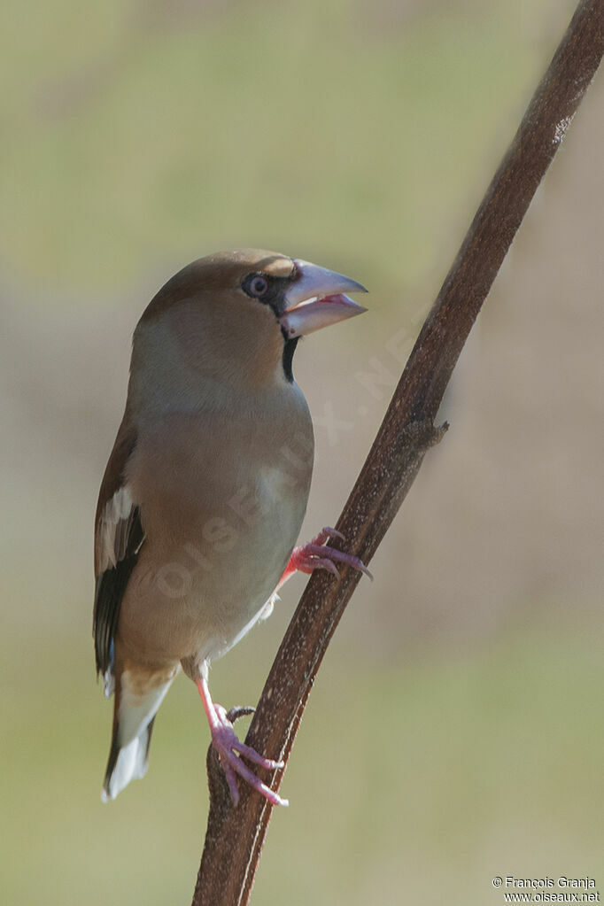 Hawfinch male adult