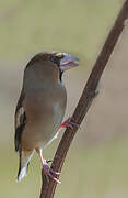 Hawfinch