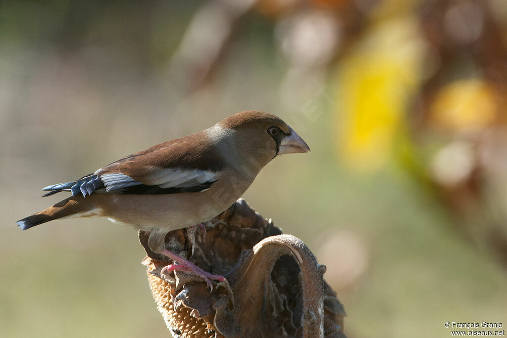 Hawfinch male adult