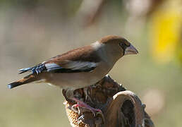 Hawfinch