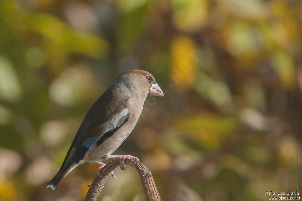 Hawfinch male adult