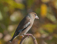 Hawfinch