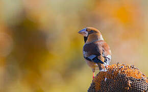 Hawfinch