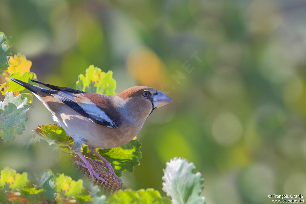 Hawfinch