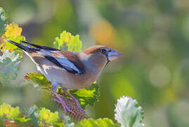 Hawfinch