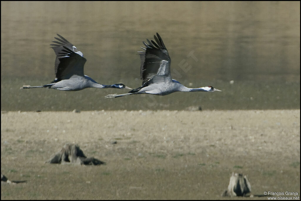 Common Craneadult, Flight