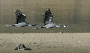 Common Crane