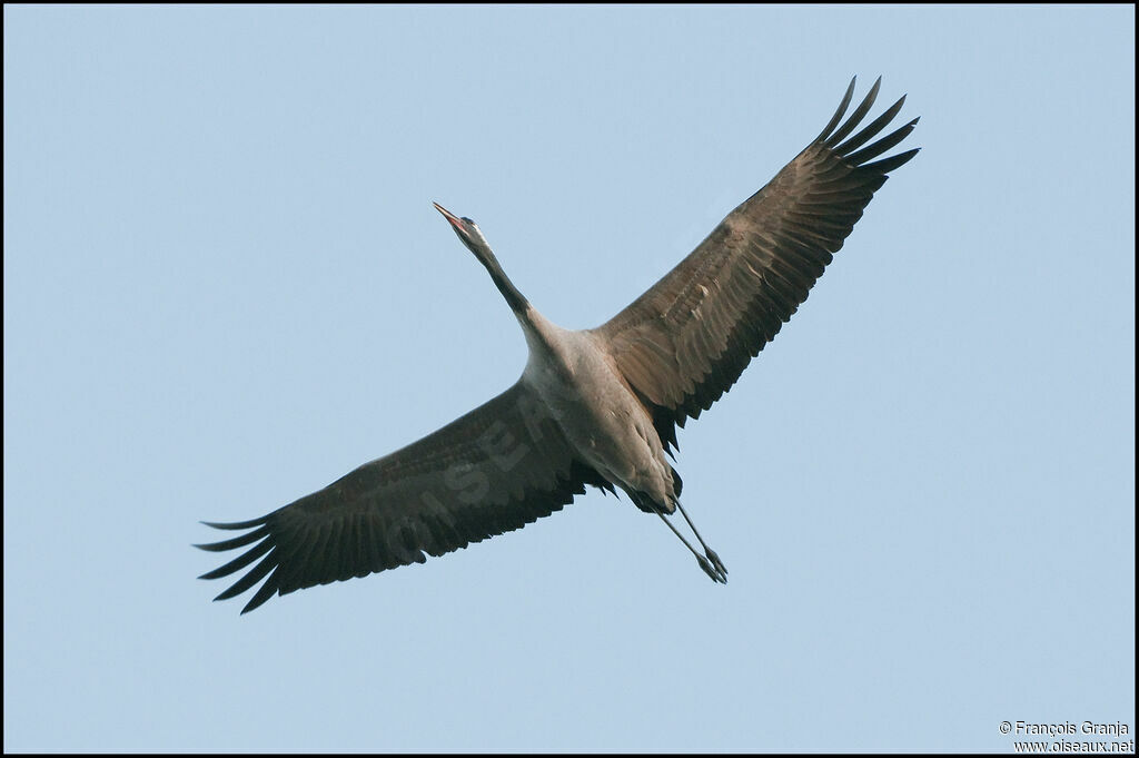 Common Craneadult, Flight