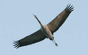 Common Crane