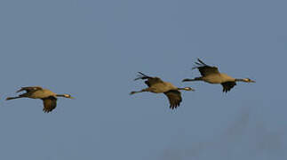 Common Crane