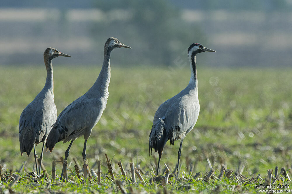 Common Crane