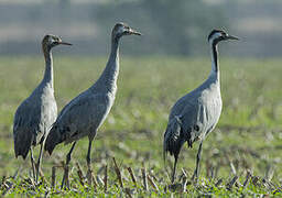 Common Crane