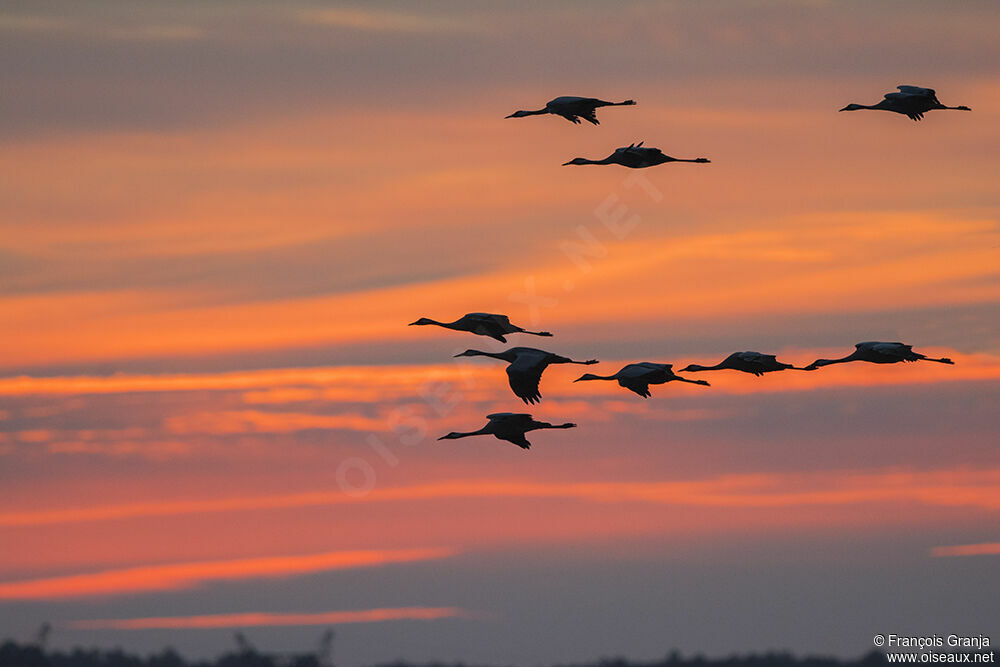 Common Crane, Flight