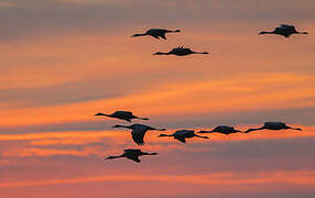 Common Crane