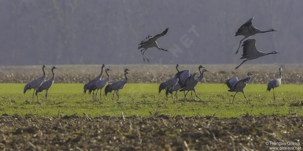 Common Crane