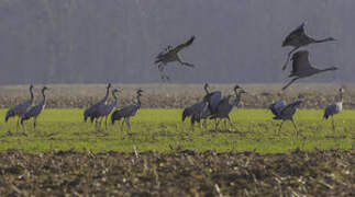 Common Crane