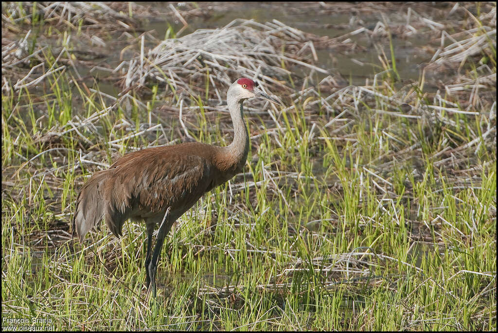 Grue du Canadaadulte nuptial, identification