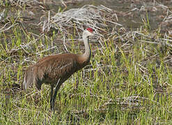 Sandhill Crane