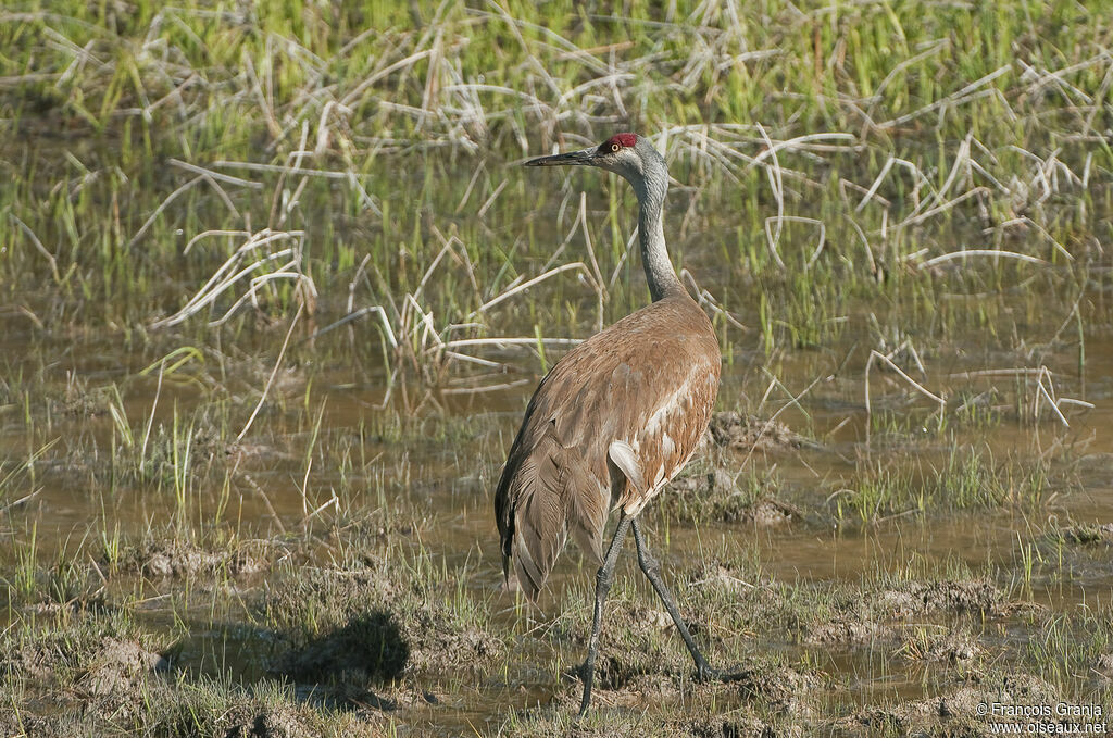 Sandhill Craneadult