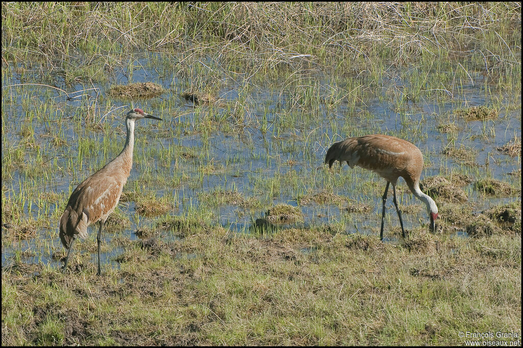 Sandhill Crane adult