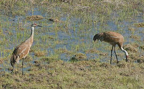 Sandhill Crane