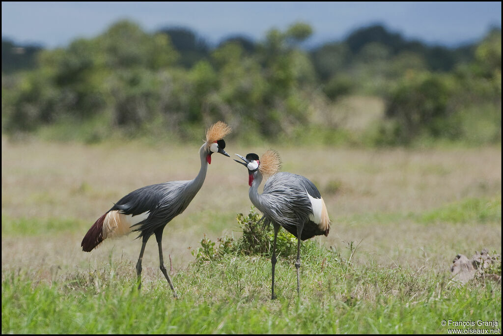 Grey Crowned Crane 